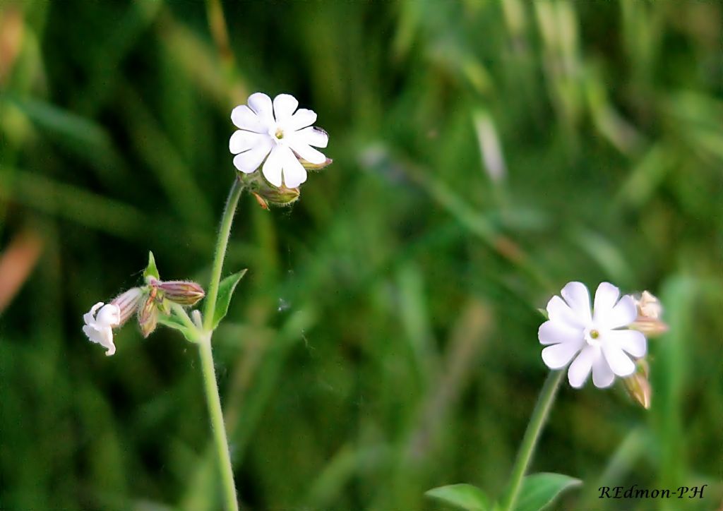 Silene alba